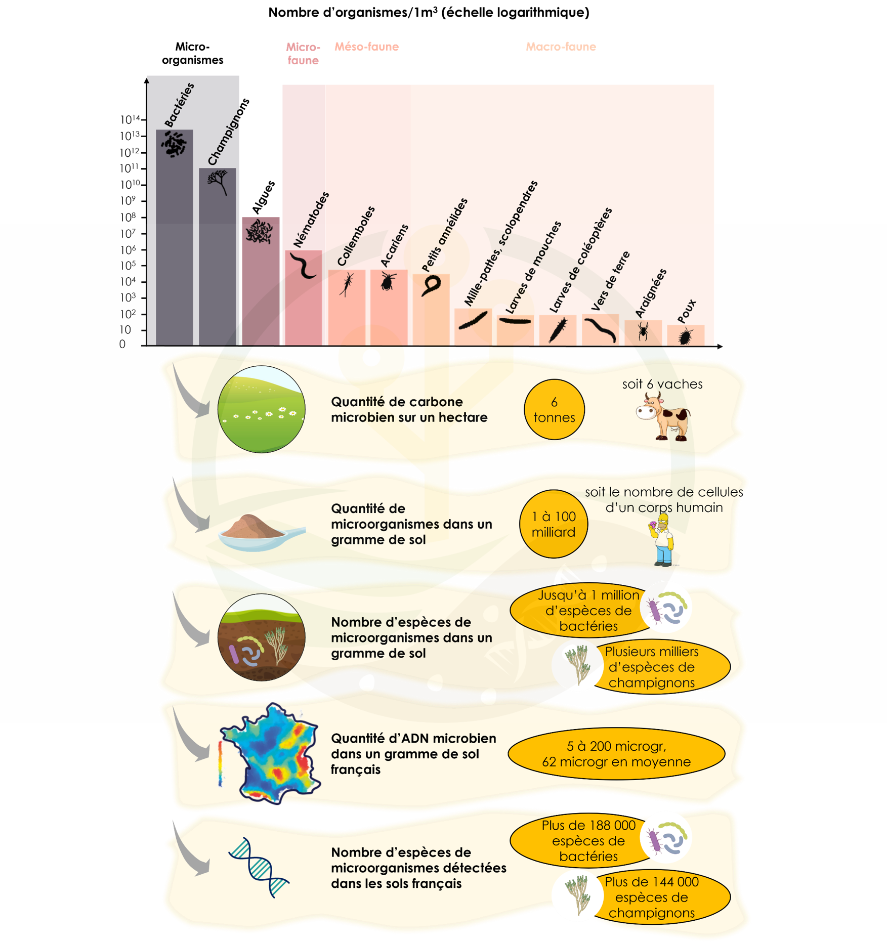 Novachroniques 2 La Biodiversité Des Sols En Chiffres Novasol Experts 3551